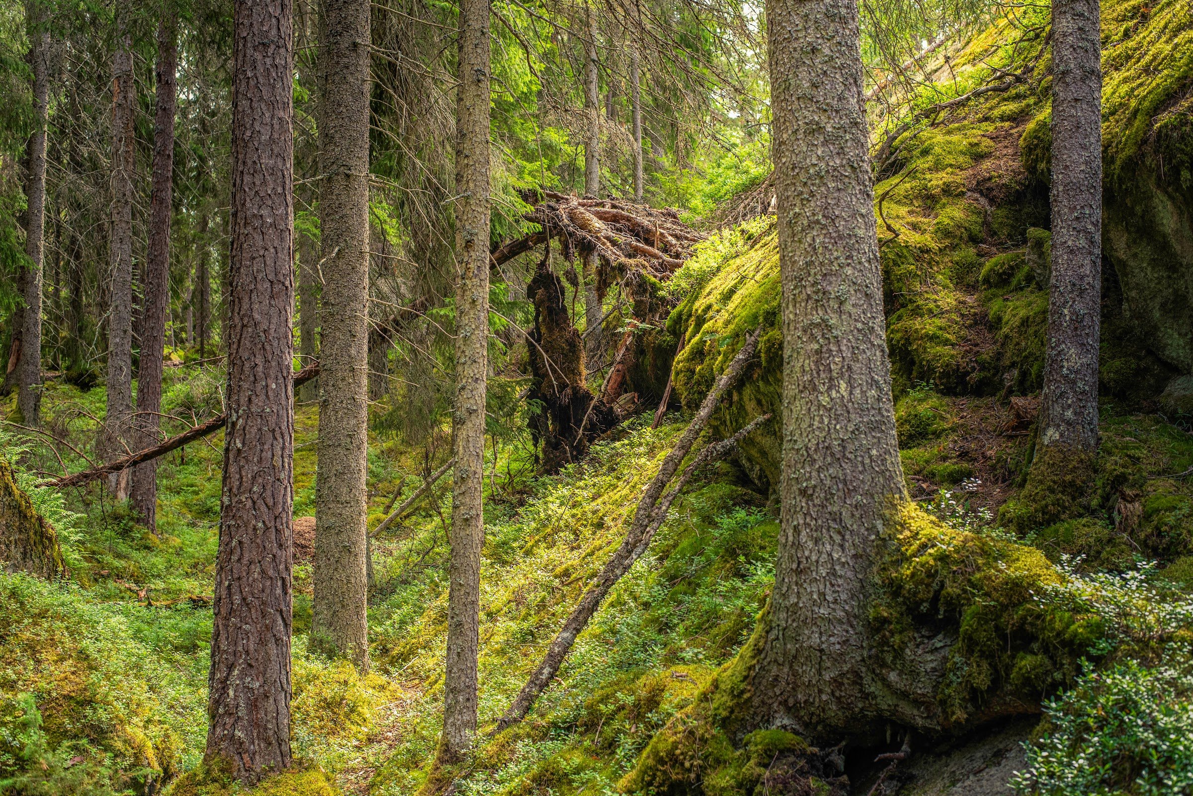 Tiveden National Park (camping)